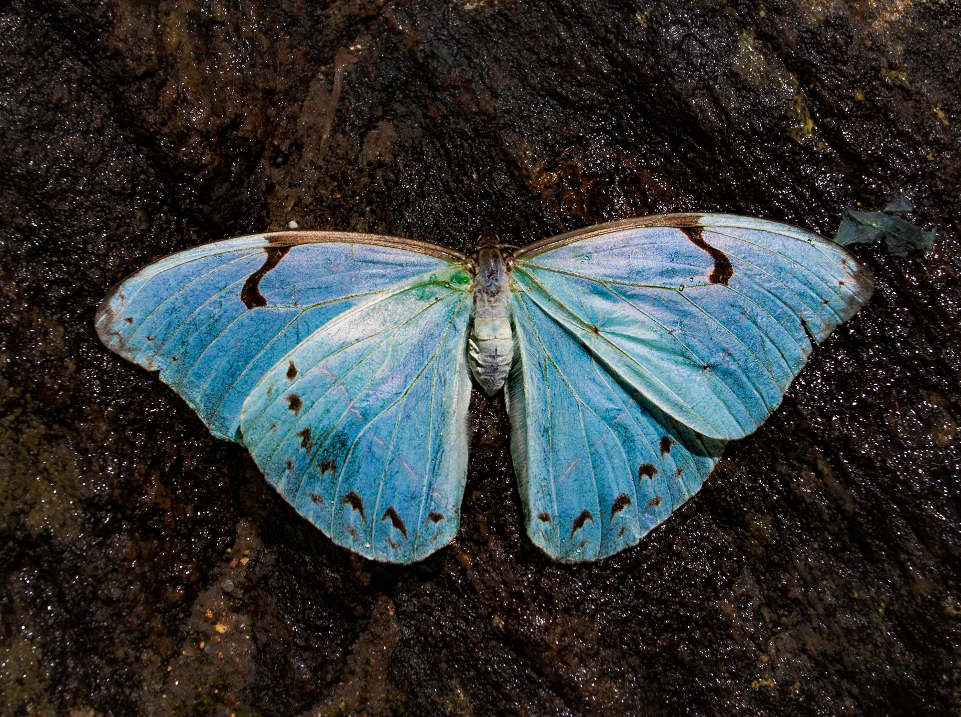 Borboleta azul
