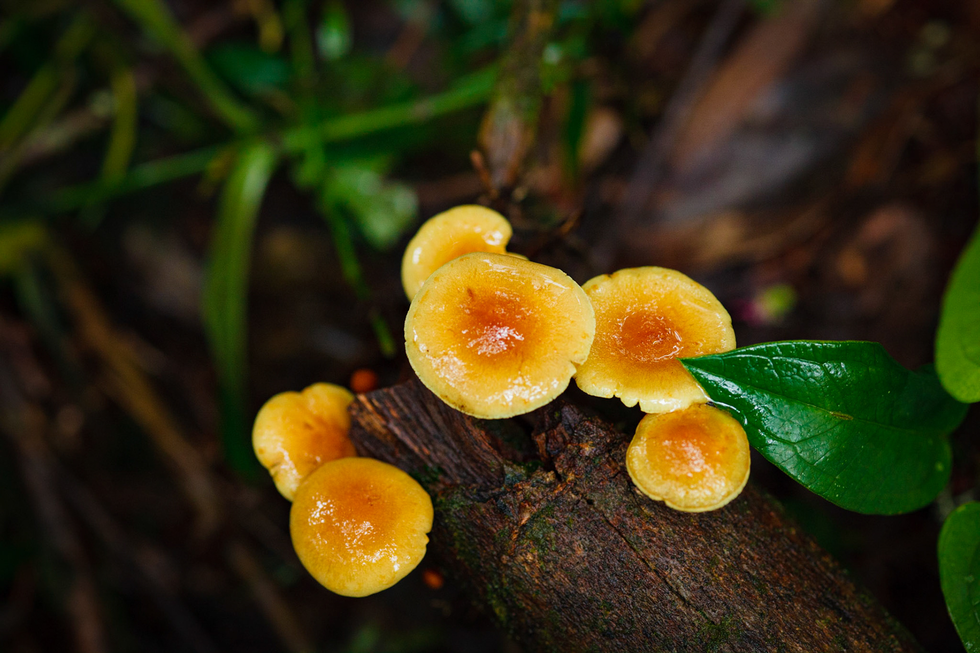 Tiny mushrooms