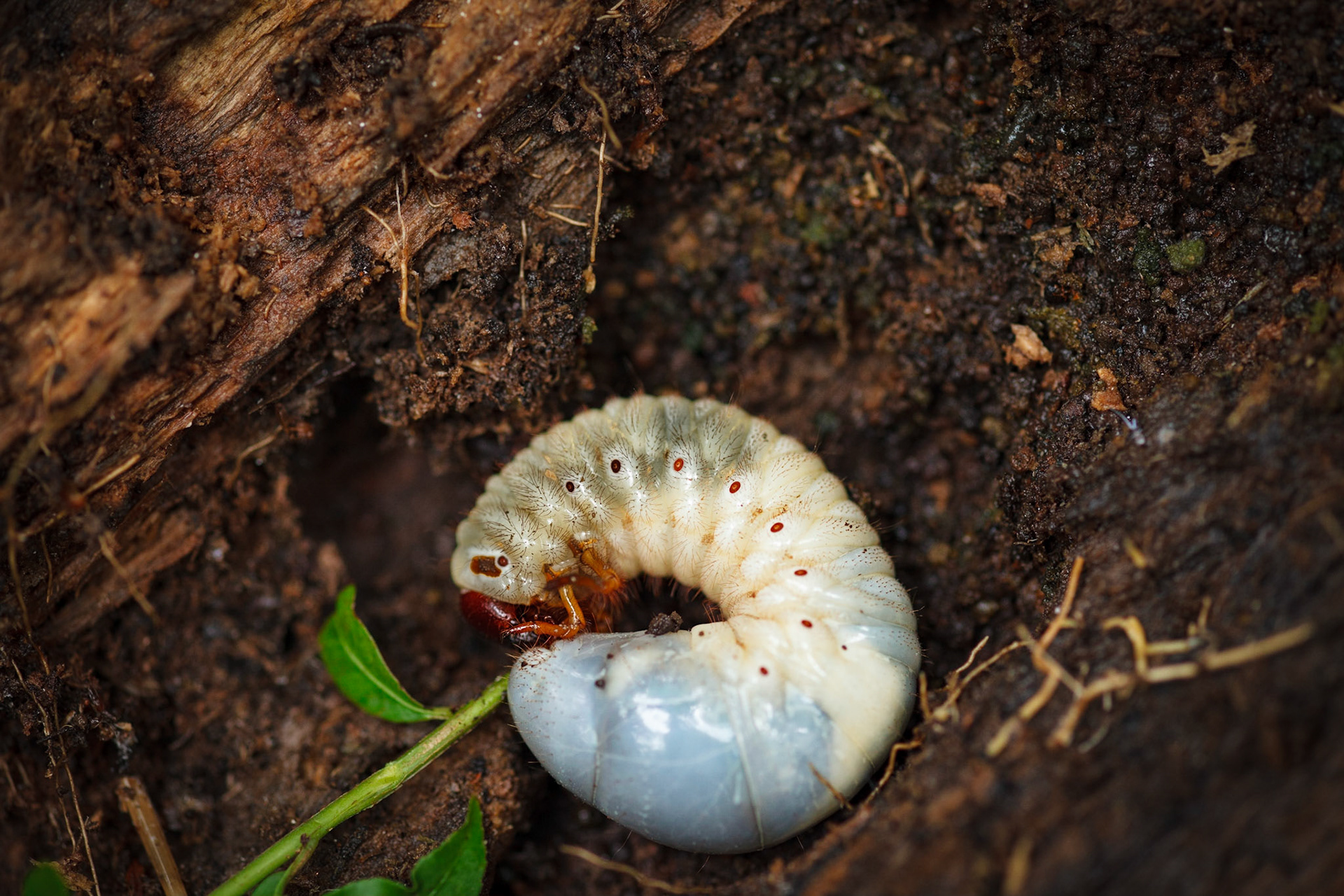 From a beetle the eats wood