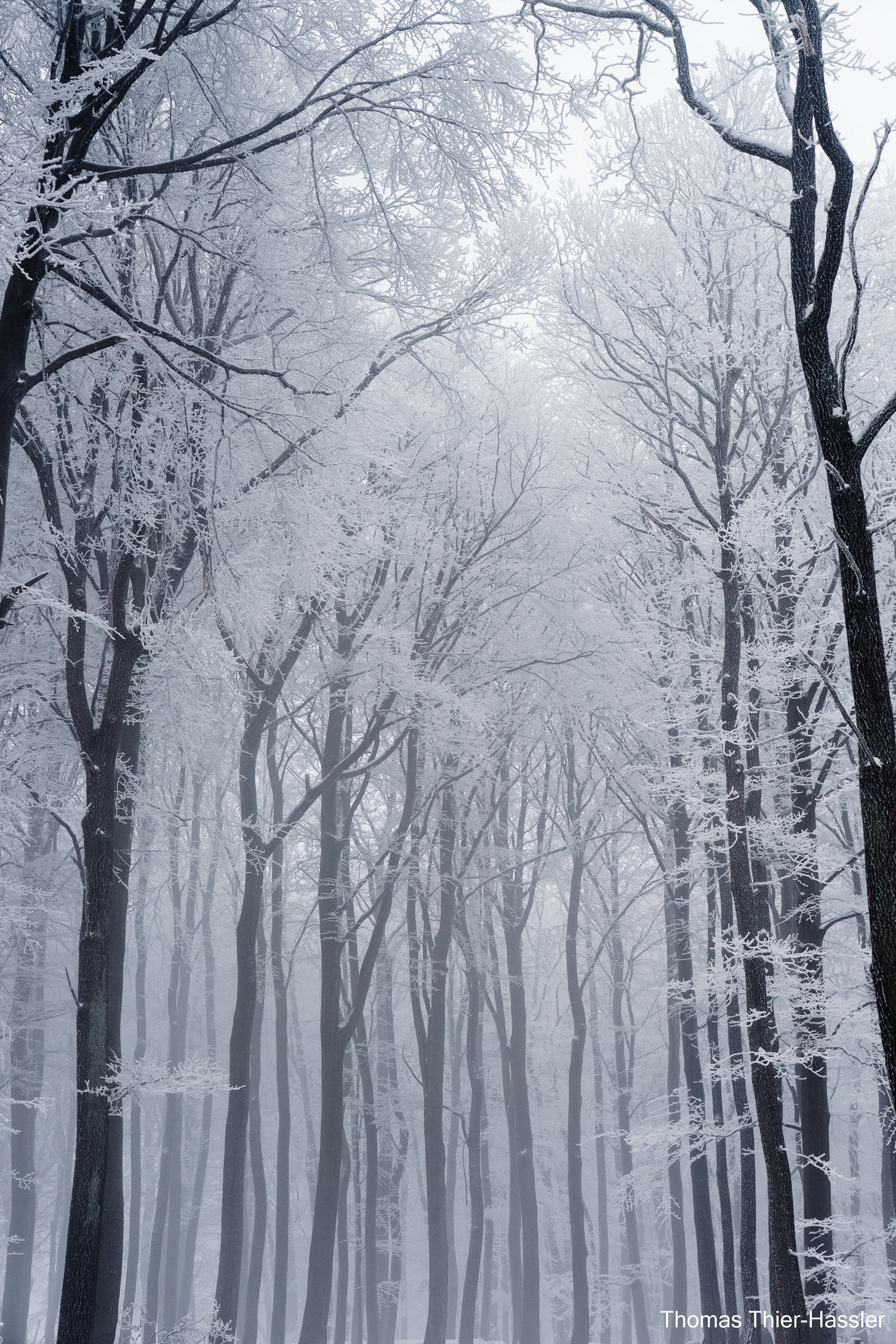 Lainzer Tiergarten, Austria