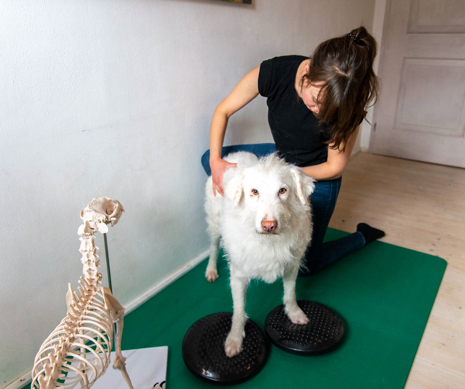 Freda Rossmanith - Physiotherapie für Hunde