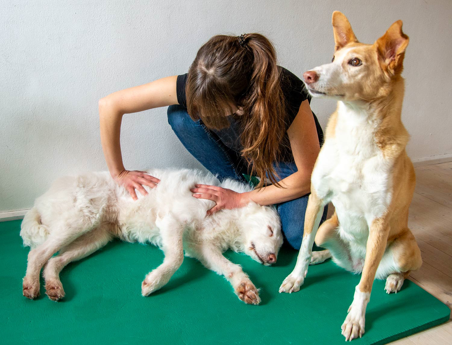 Physiotherapie für Hunde