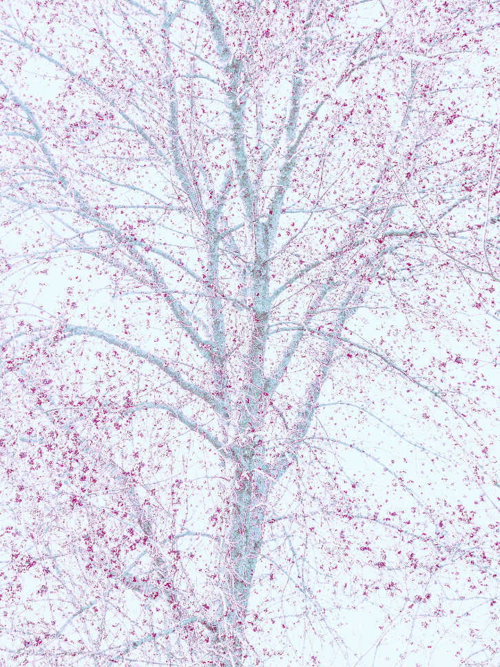 Bloom