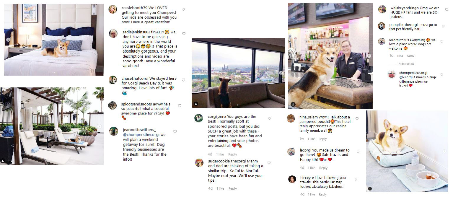 @Chompersthecorgi guest UGC from Hilton Road Trip