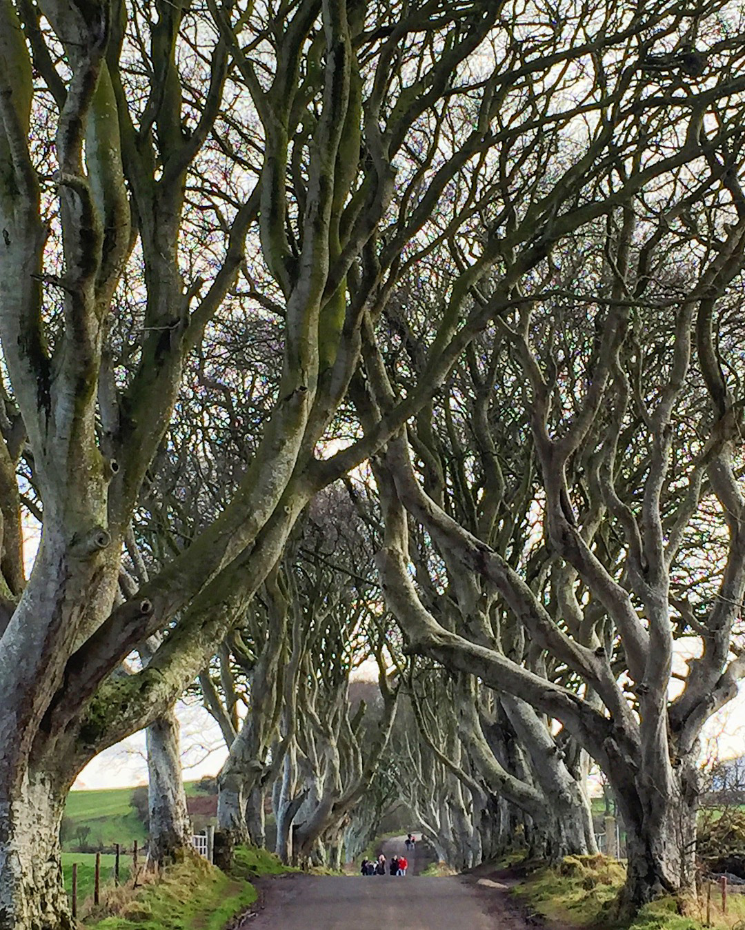 Dark Hedges, Northern Ireland