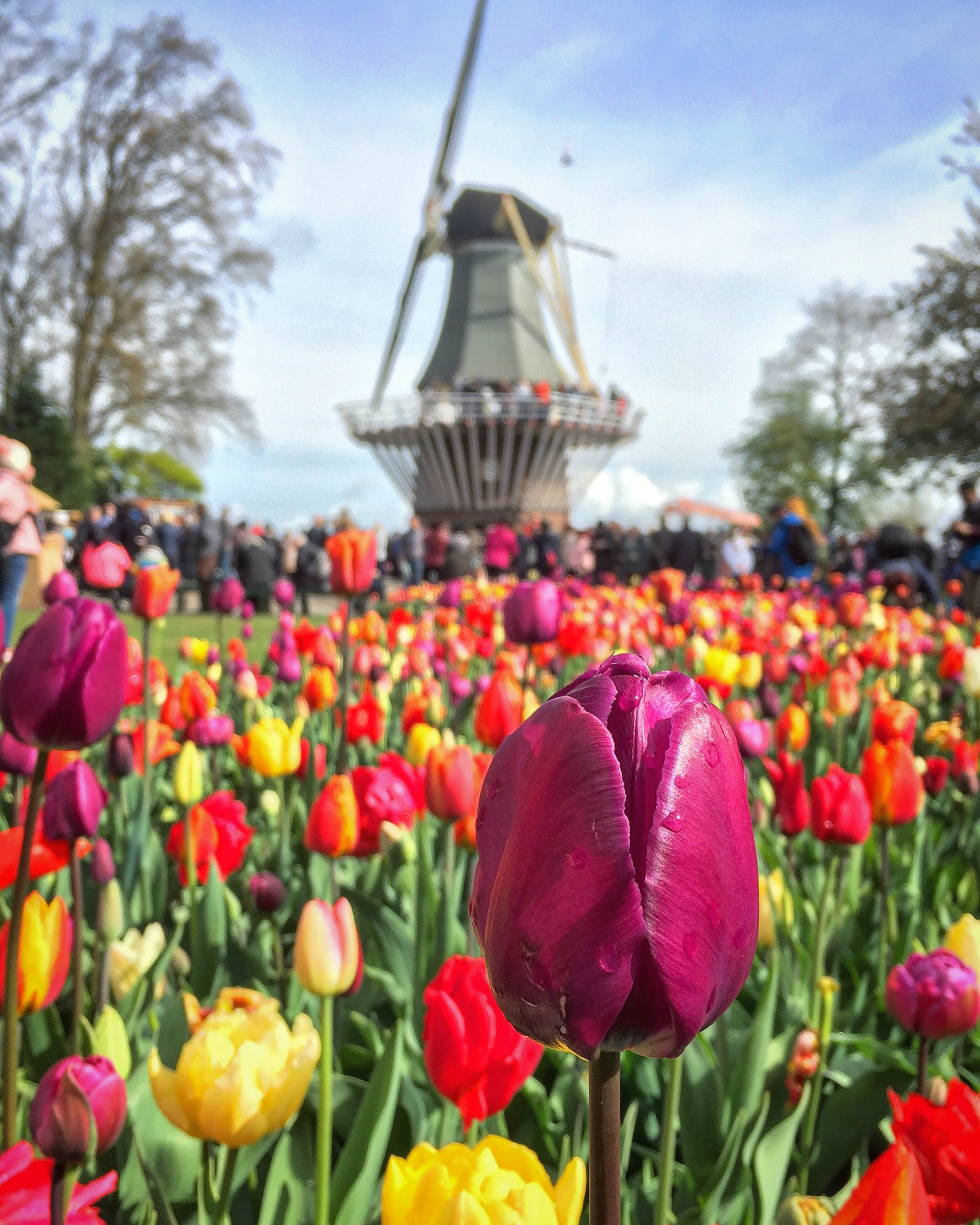 Lisse, The Netherlands