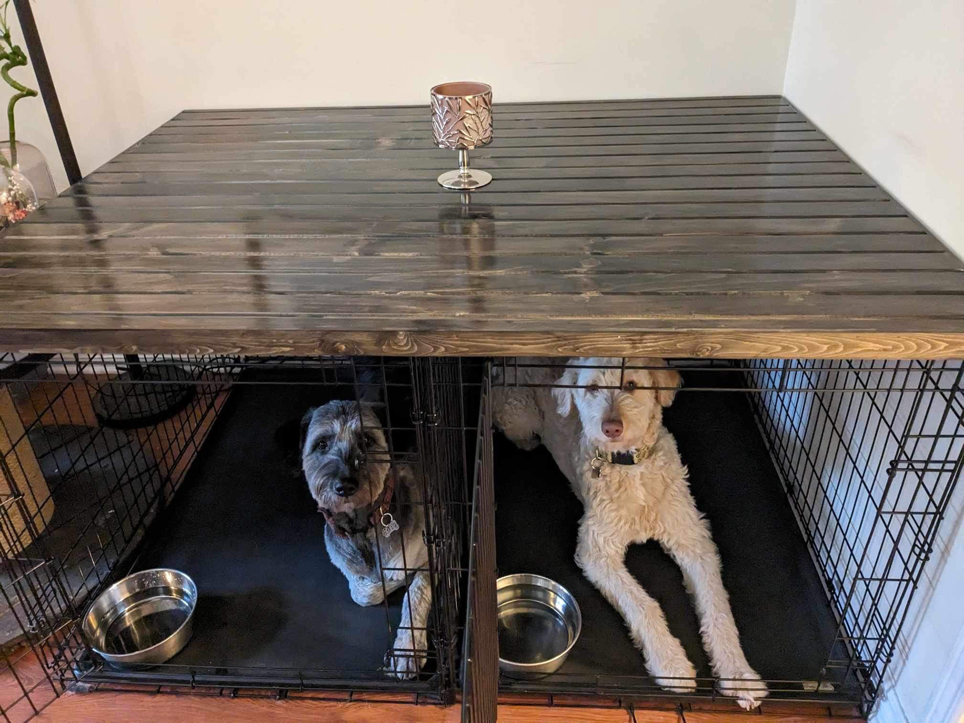 Happy dogs in their upgraded home