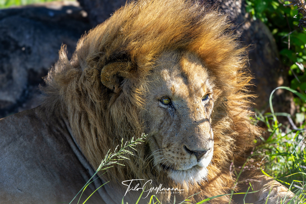 Serengeti