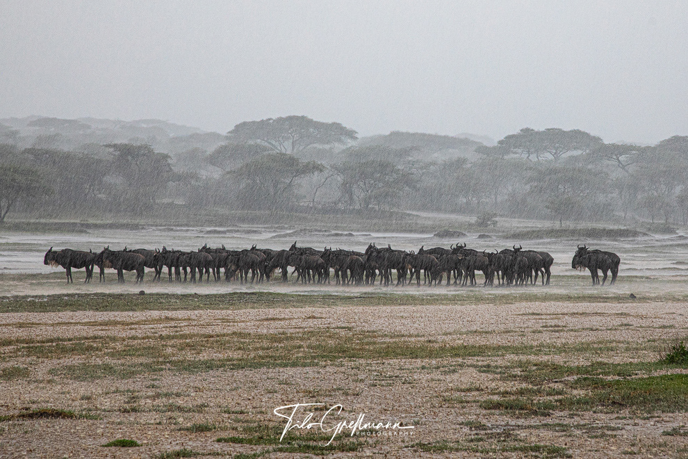 Wildebeest herd in the rain in Ndutu