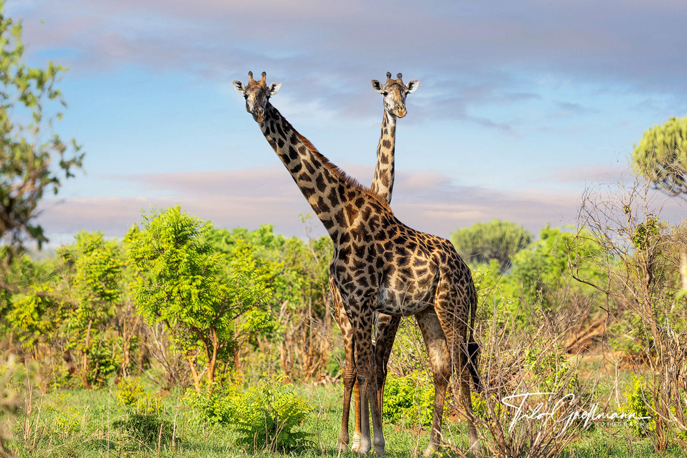 Tarangire National Park
