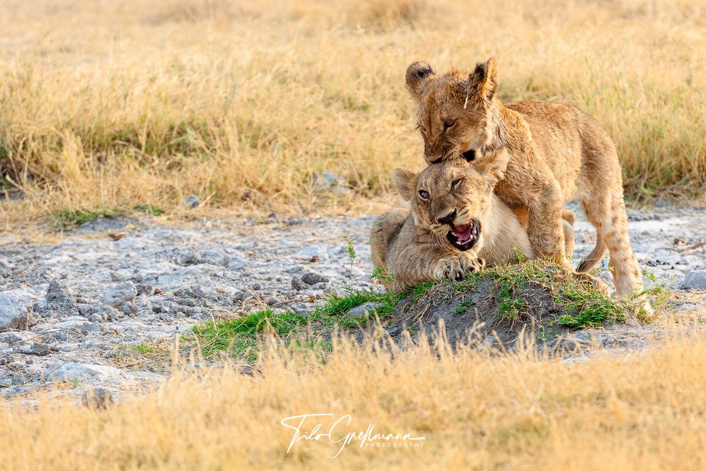 Young lions in Etosha National Park