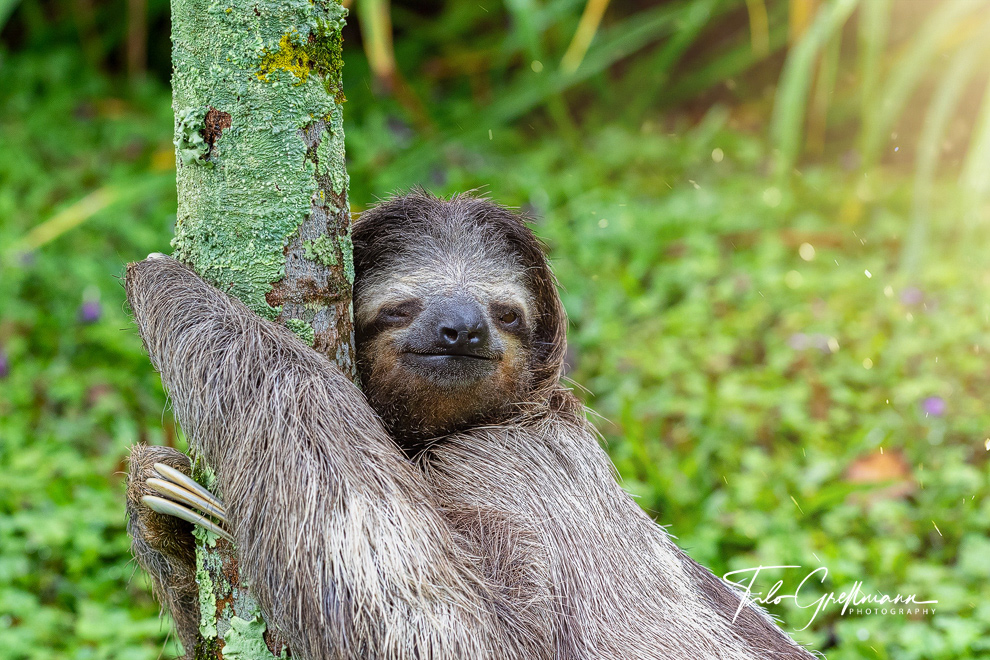 Sloth hugs a tree in Costa Rica