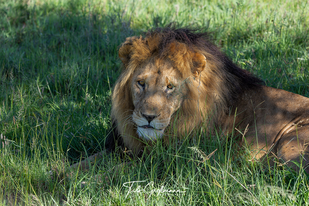 Serengeti