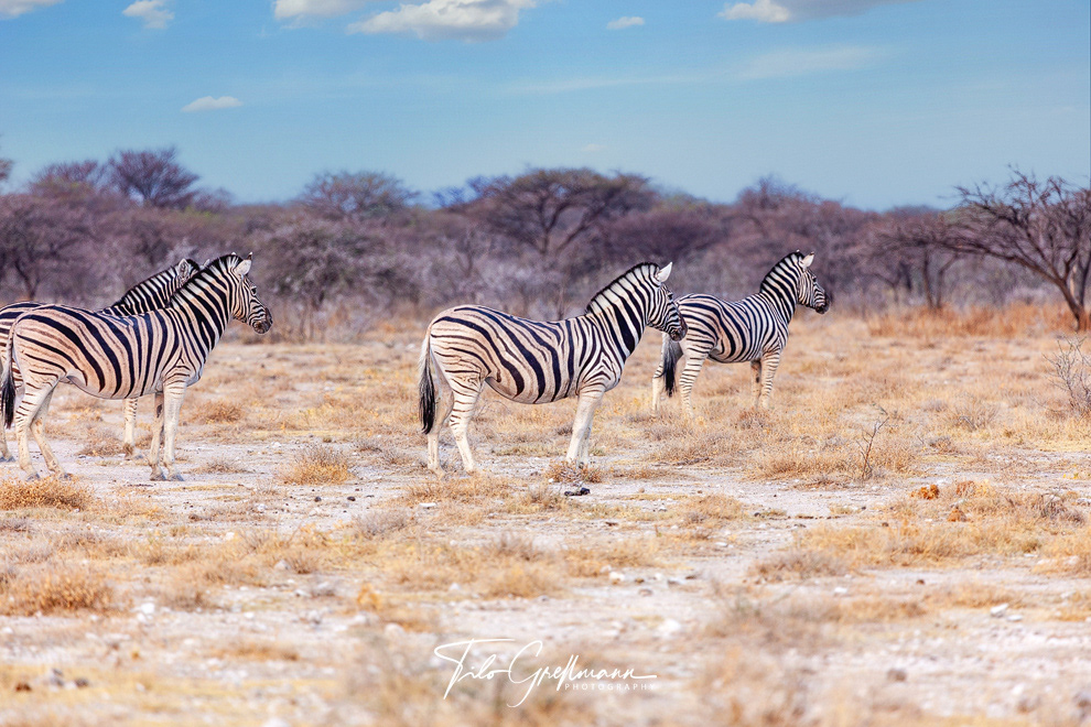 Zebras in Africa