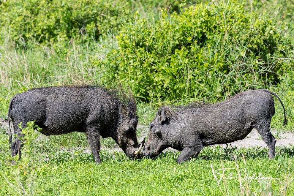 Warthogs in Tarangire National Park