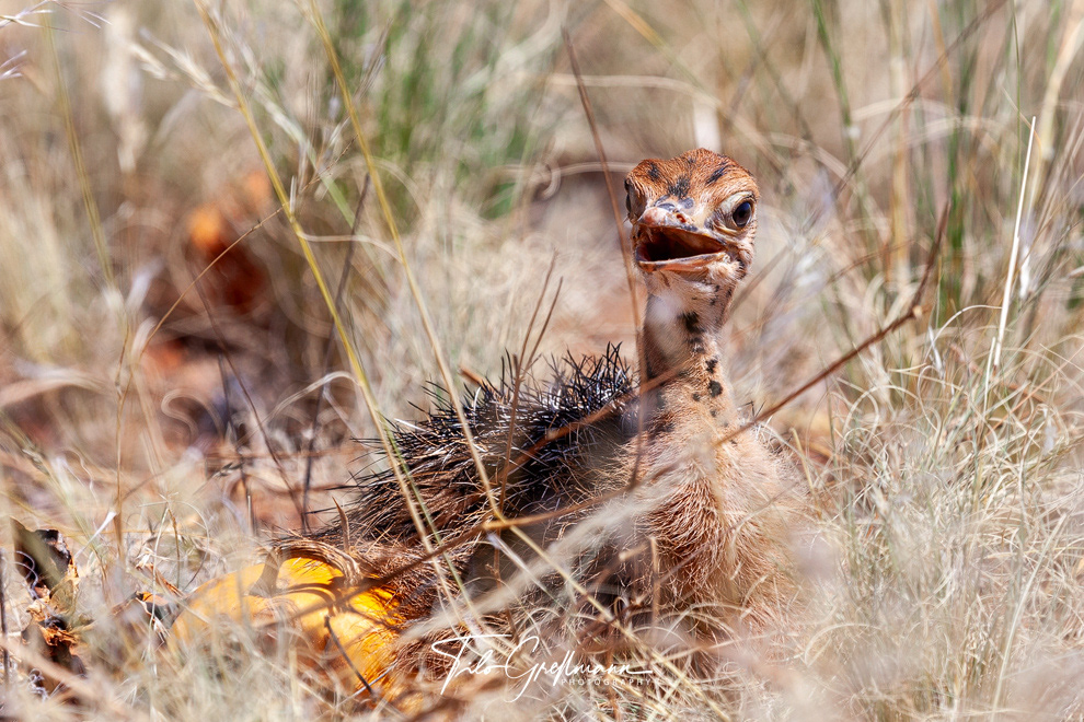 Straußenküken - ostrich chicks in Africa