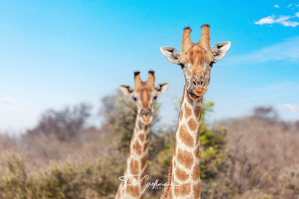 Giraffes in Etosha National Park