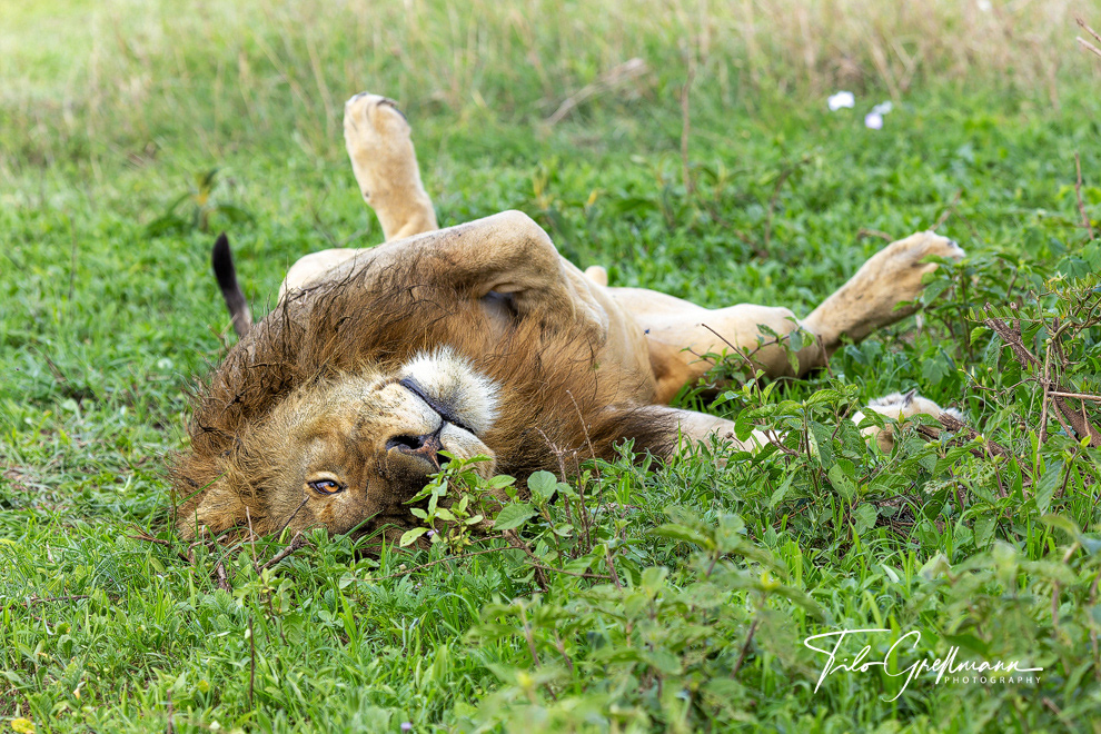 Ngorongoro Crater