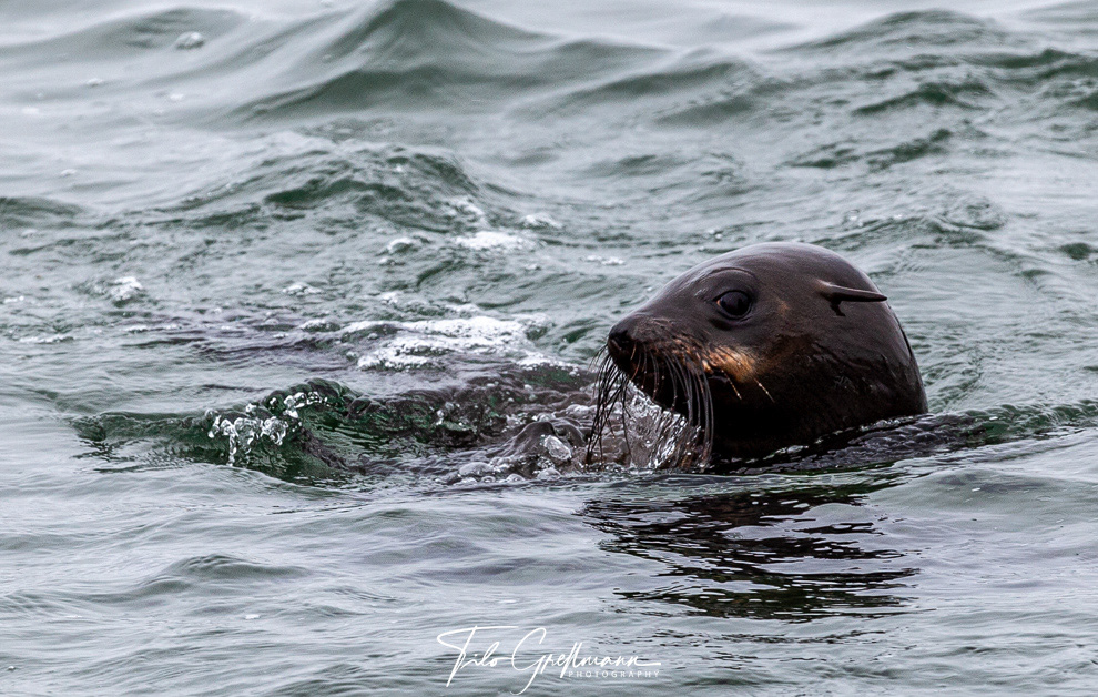 baby seal in Walvis Bay