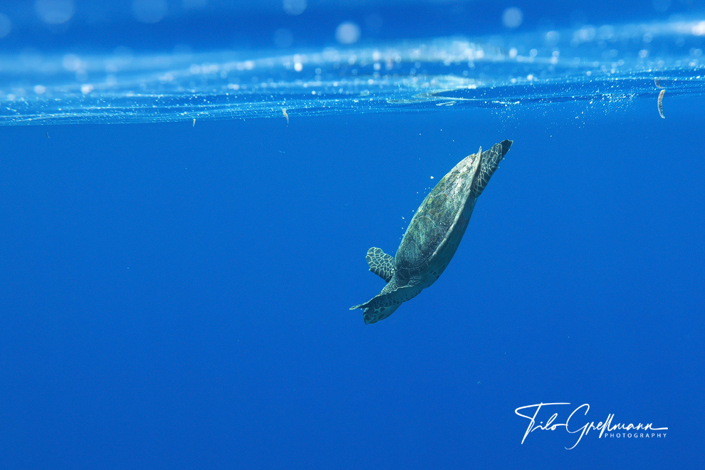 Hawksbill sea turtle in  Baa-Atoll