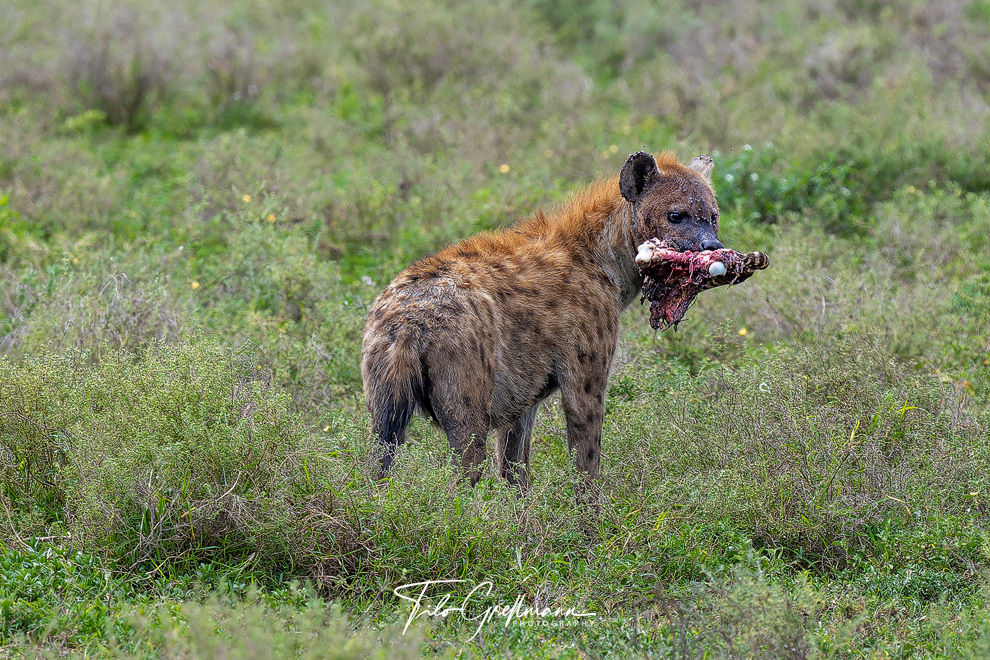 Hyena in the Serengeti