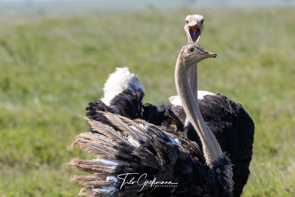 Ostriches in the Serengeti