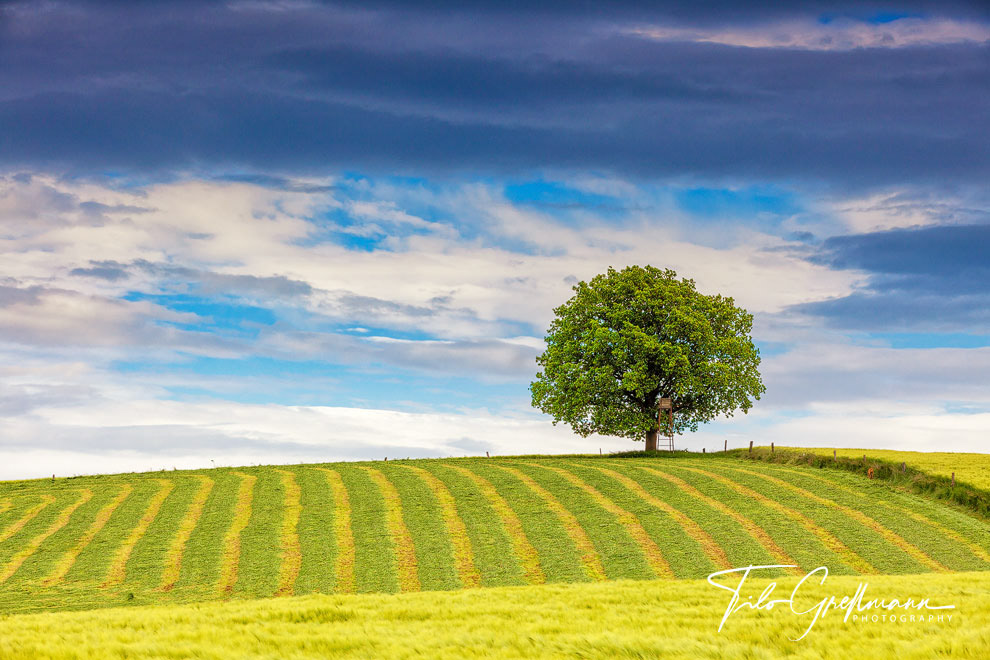 Lonely tree in the Uckermark