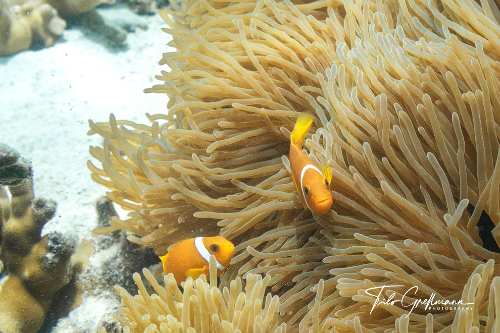 clownfish in an anemone
