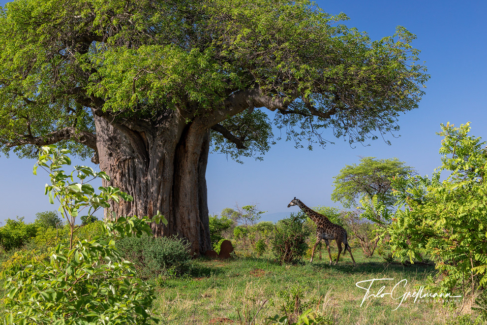 Tarangire National Park