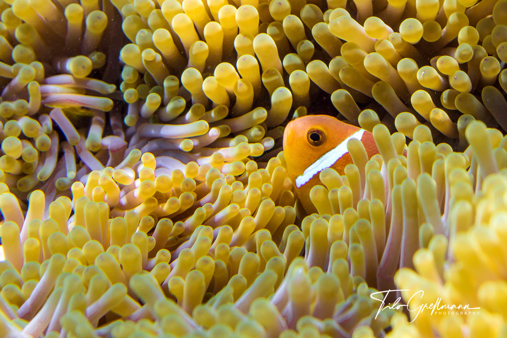 clownfish in an anemone