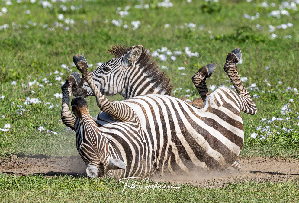 Zebras in Africa
