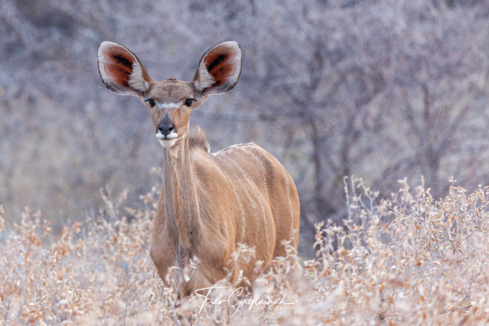 Kudu antelope in Africa
