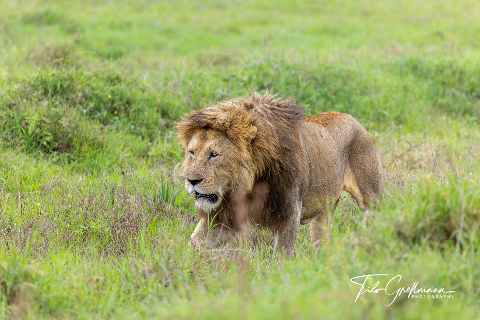 Old lion in the Ngorongoro Crater