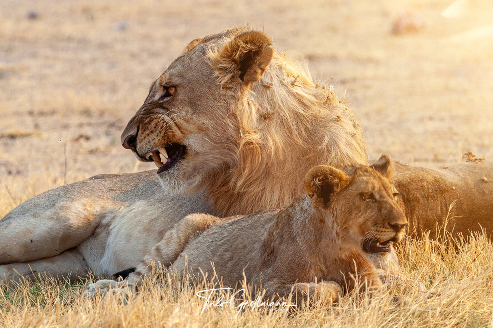 lion family in Etosha National Park