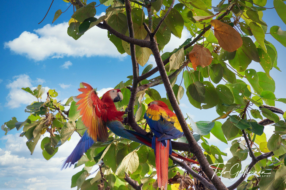 Hellrote Ara-Pärchen - Scarlet macaw couple in Costa Rica