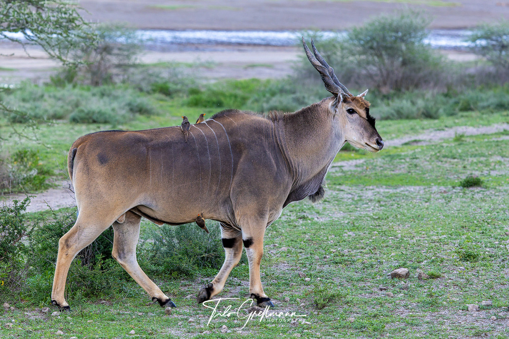 Elan antelope in Tarangire