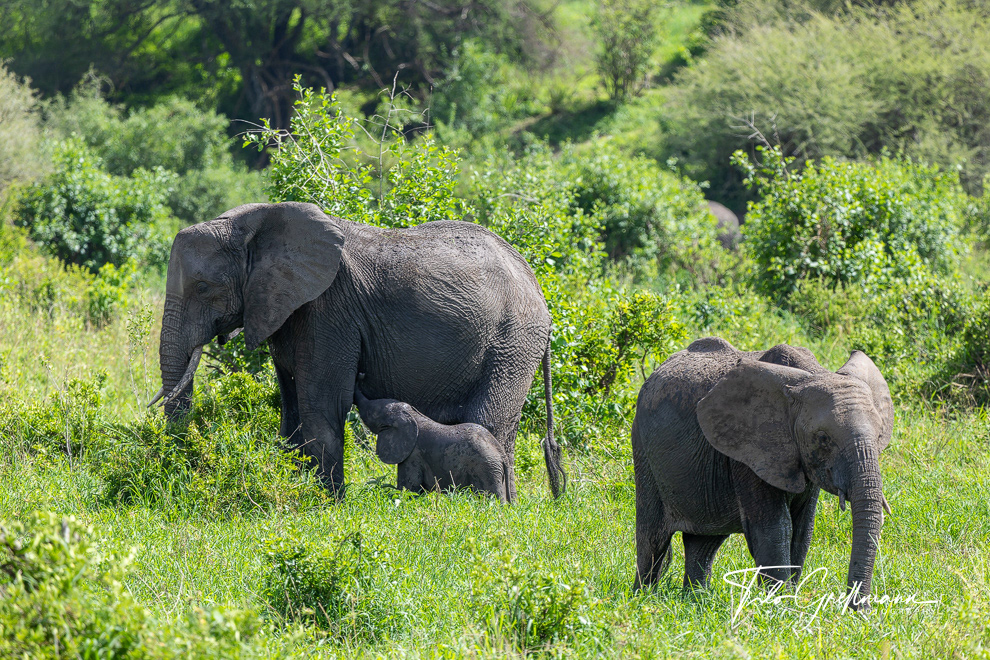 African elephant with calf in Tarangire
