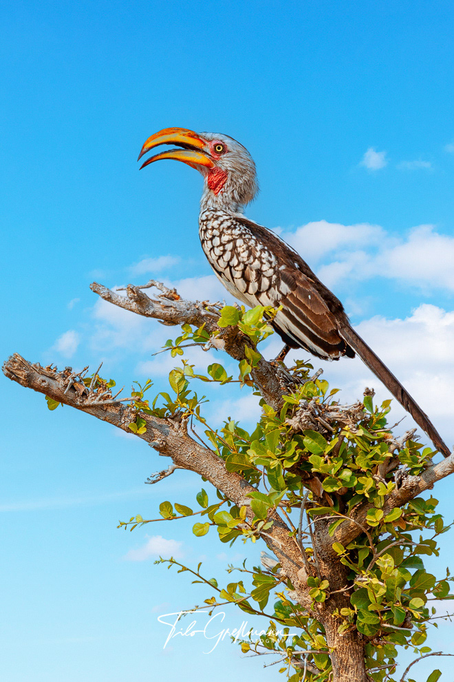 Gelbschnabeltoko - Yellow-billed Hornbill