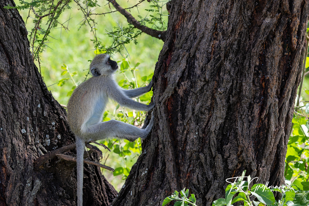 Tarangire National Park