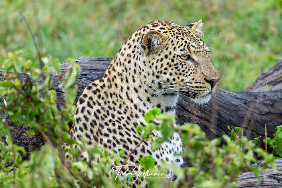 Ndutu -Gebiet