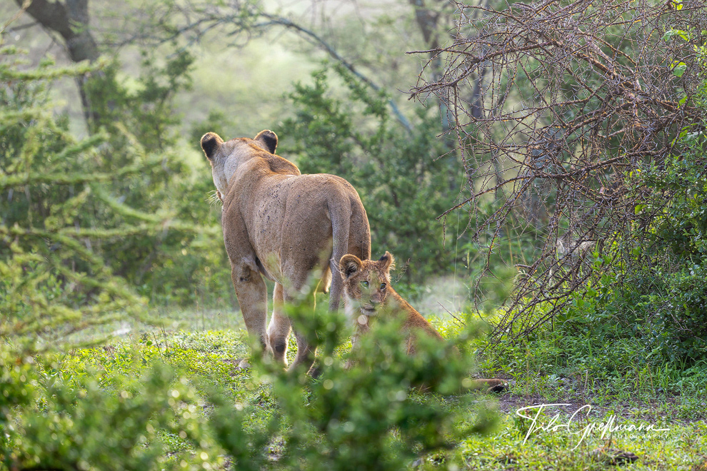Lioness with lion cubs in Tanzania
