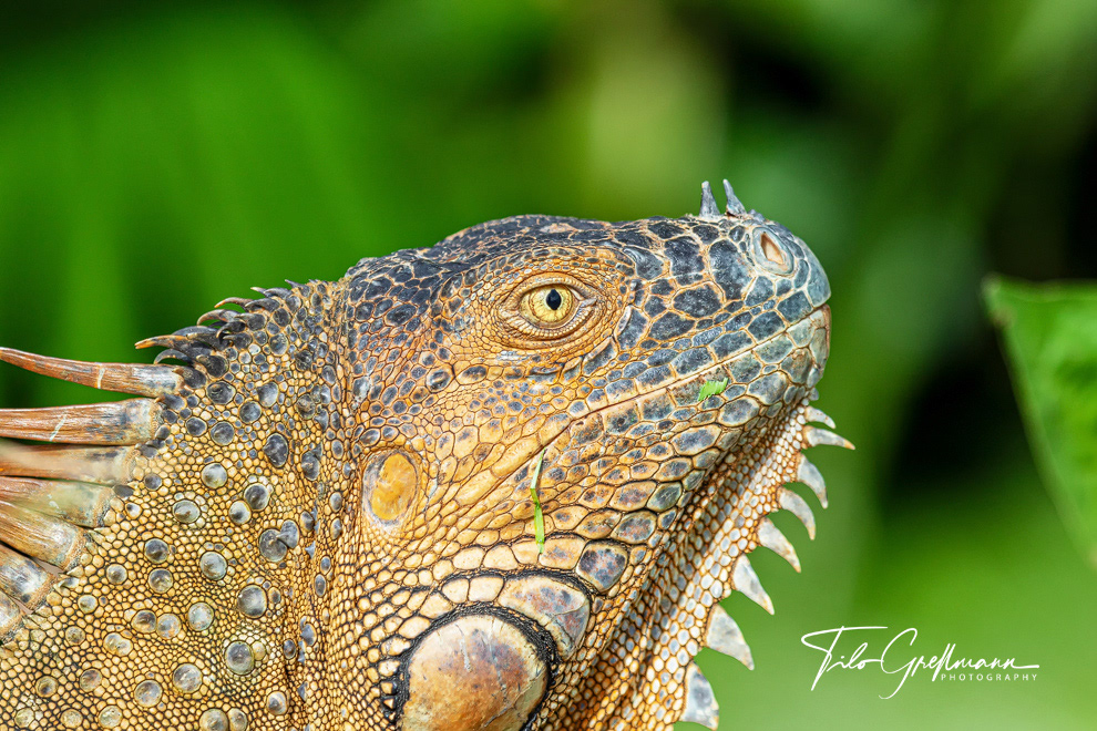 Green iguana in the rainforest of Costa Rica