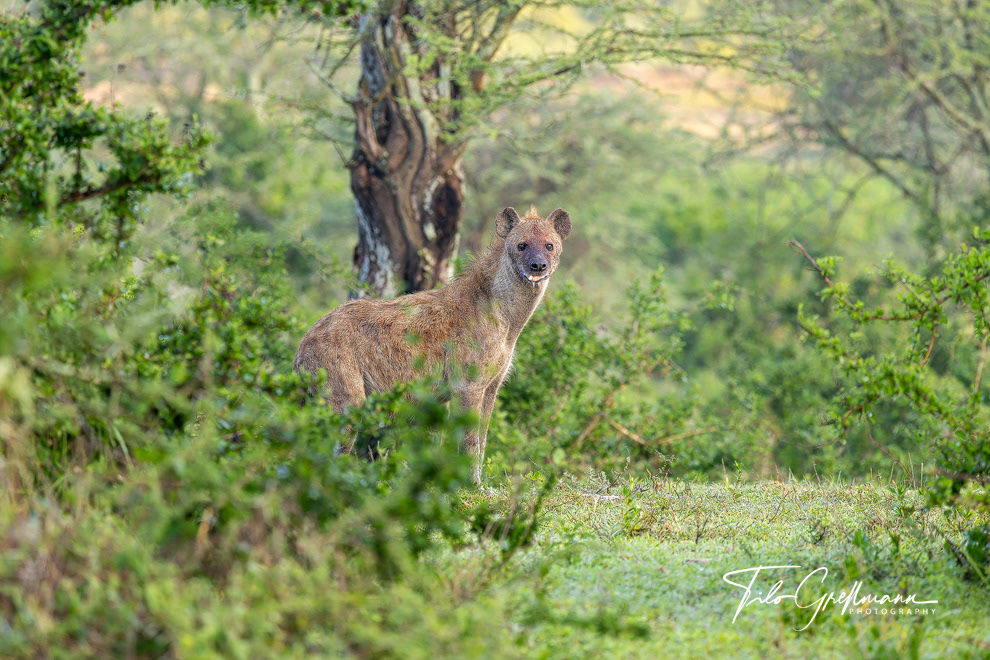 Hyena in Tanzania