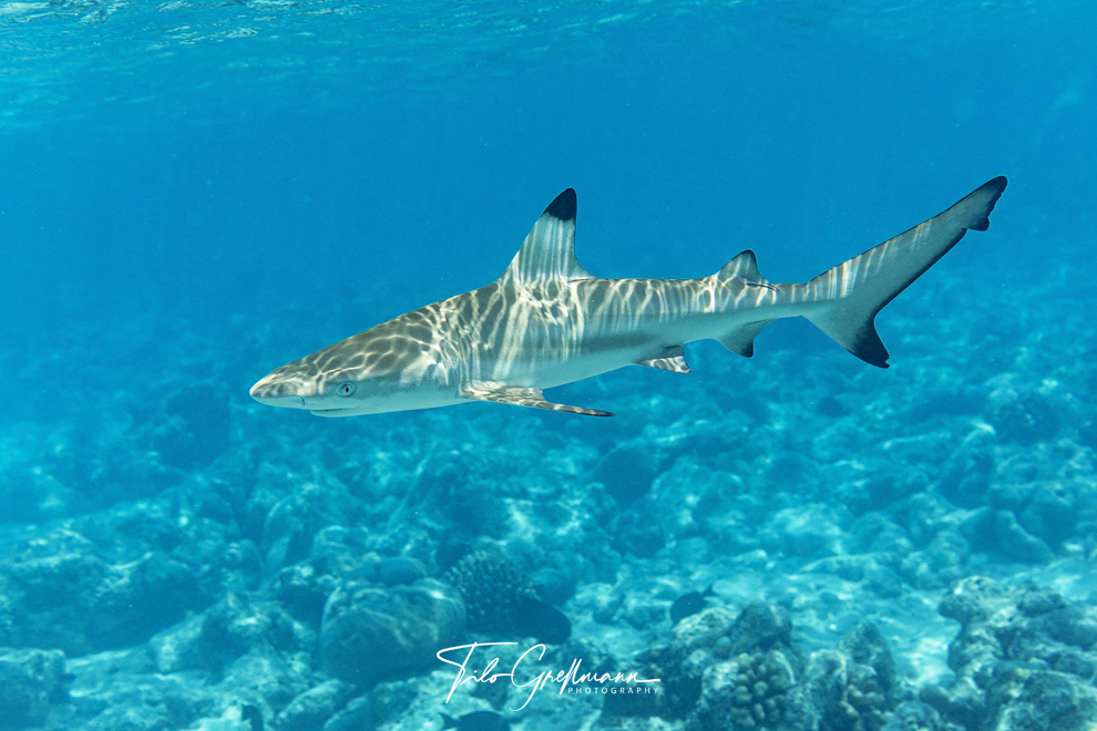 blacktip reef shark
