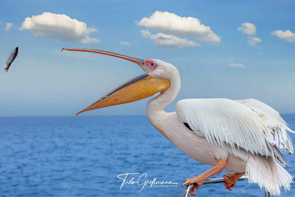 Großer weißer Pelikan - Great White Pelican