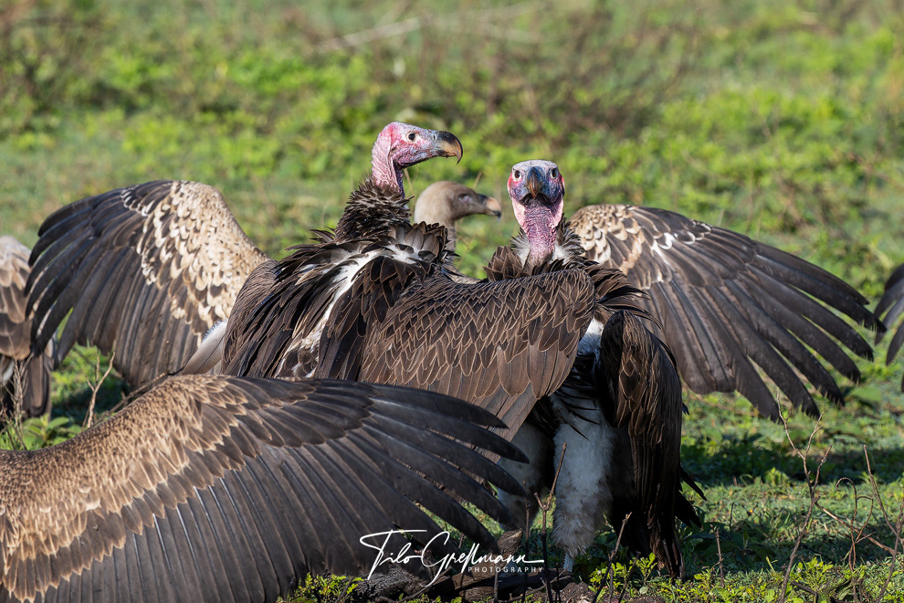 Vultures feeding in the Serengeti
