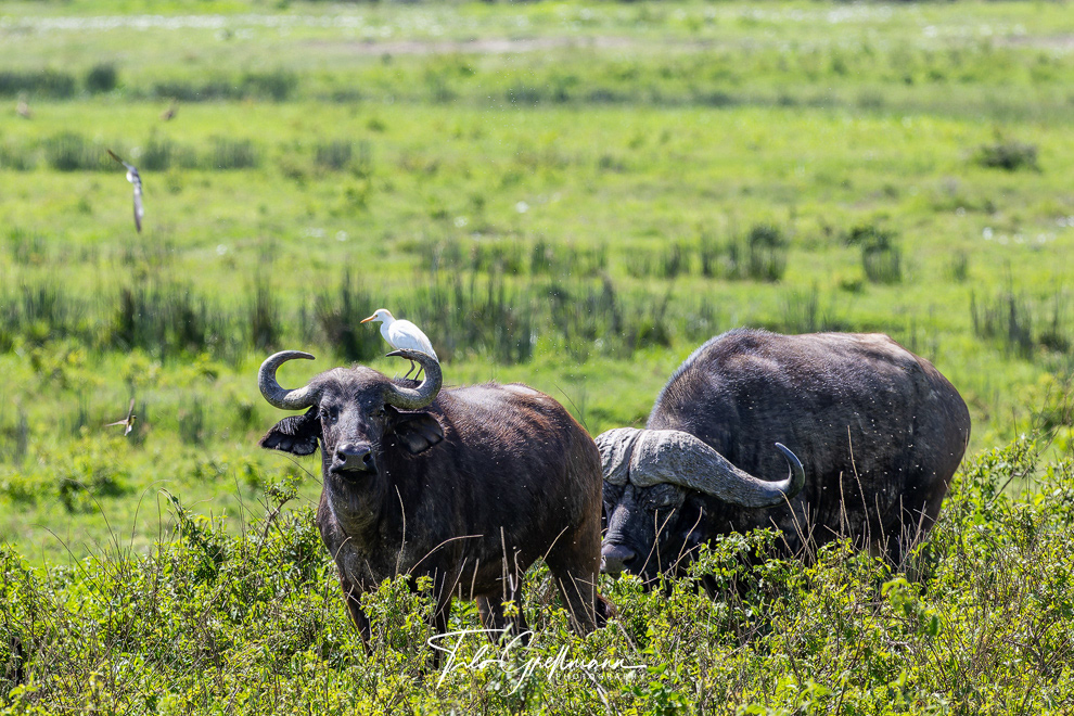 Ngorongoro Crater