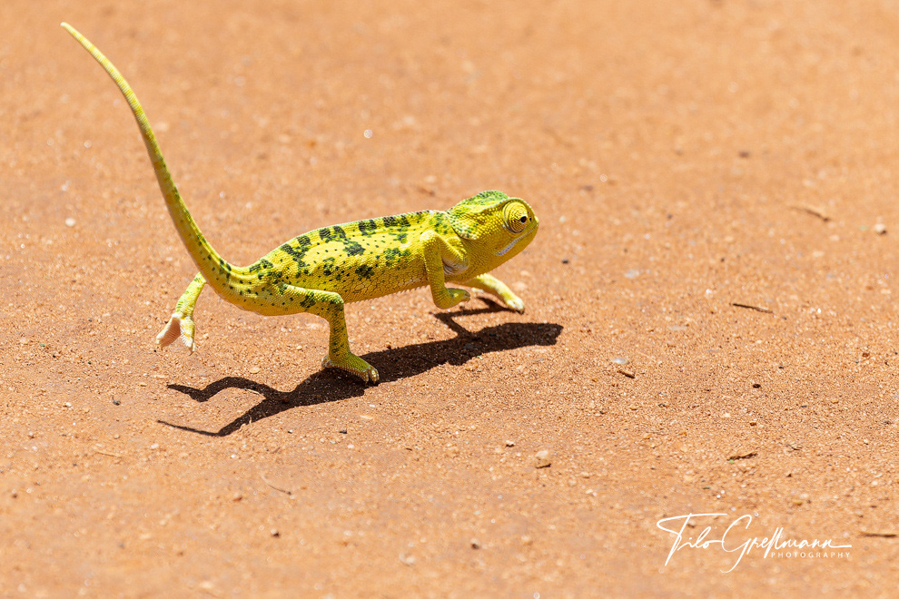 Tarangire National Park