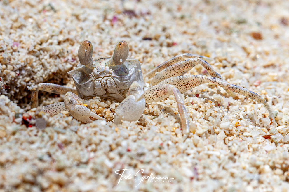 Gespensterkrabbe - ghost crab on Mahé