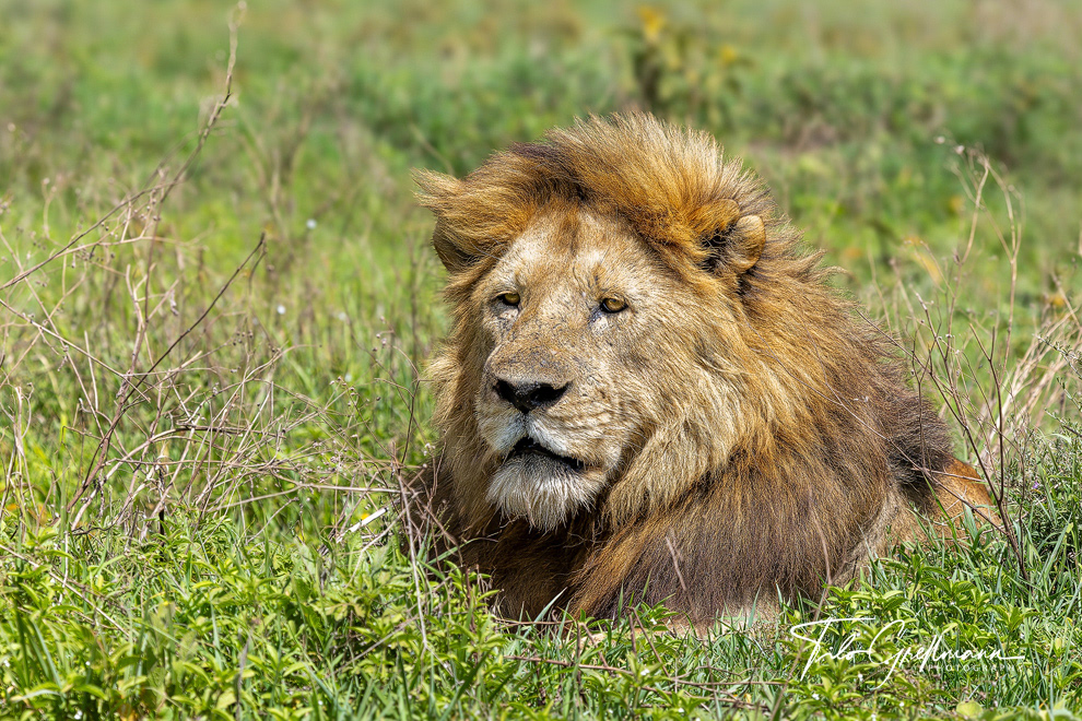Old lion in the Ngorongoro Cratera